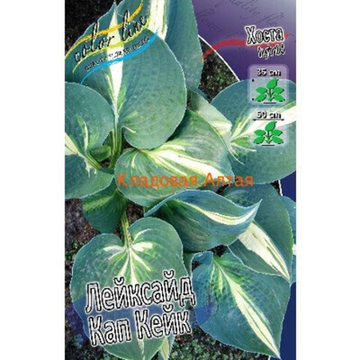 Хоста Лейксайд Кап Кейк