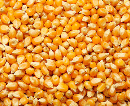 Кукуруза (цельная, молотая, дроблённая)