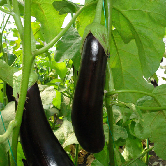 Валентина F1 семена баклажана (Seminis / ALEXAGRO) культура – фото 4