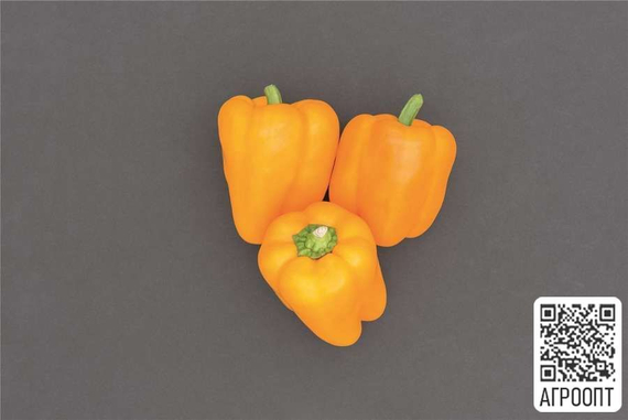 Турбин F1 семена перца сладкого (Bejo / Бейо) продукт – фото 2