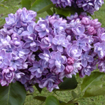 Сирень Ами Шот