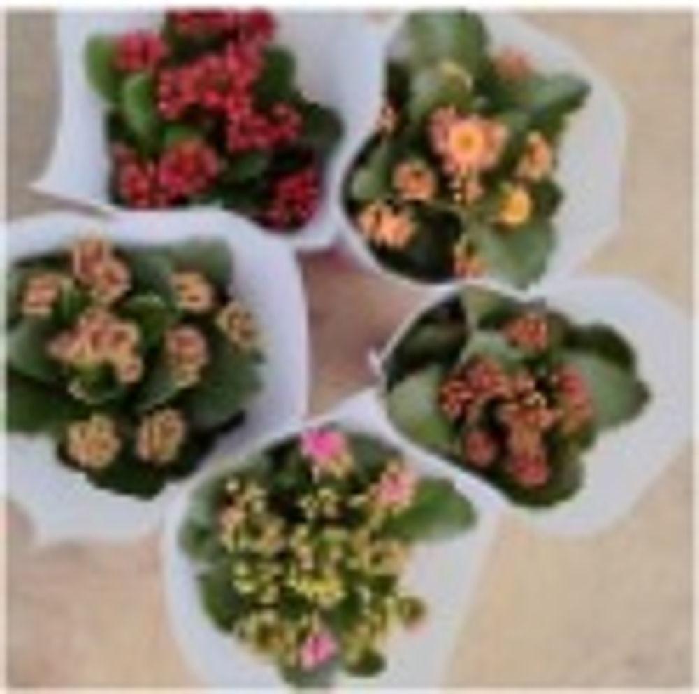 Каланхоэ blossfeldiana д.11