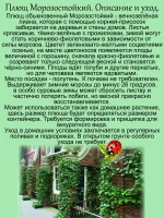 Плющ Морозостойкий хедера