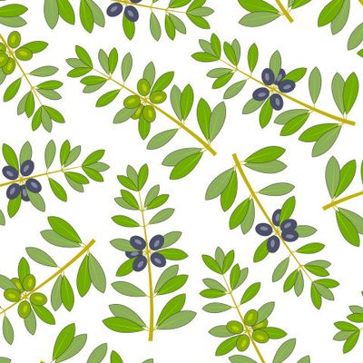 Оливковые ветки с плодами и листьями