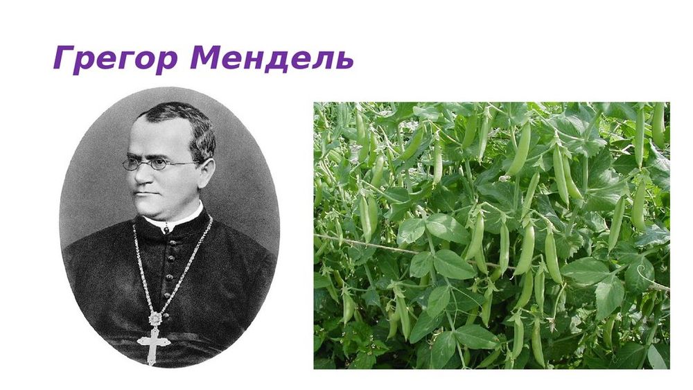 Модель-аппликация Дигибридное скрещивание — купить по ФГОС | Учебный стандарт