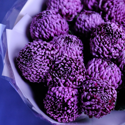 Букет премиальных хризантем Bigoudi Purple
