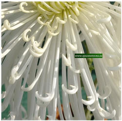 Chesapeake , крупноцветковая хризантема /ан 1 /поставка май 2026г/