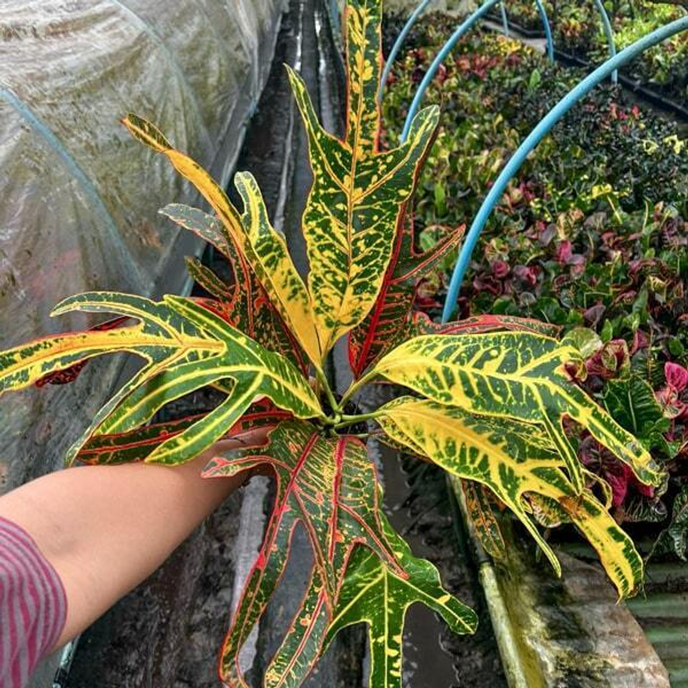 Кротон TRI NAMTOK