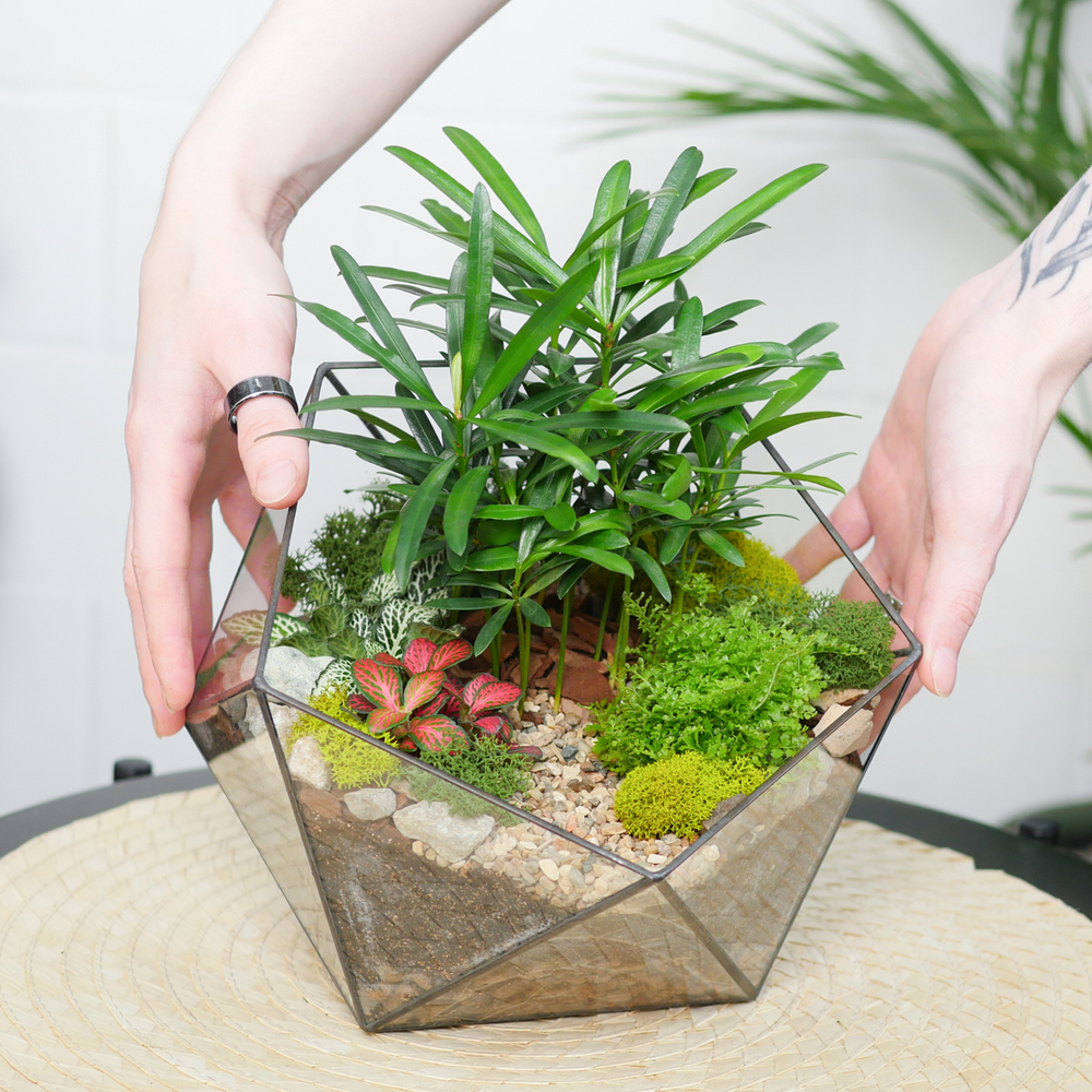 Готовый флорариум Роща подокарпусов Икос