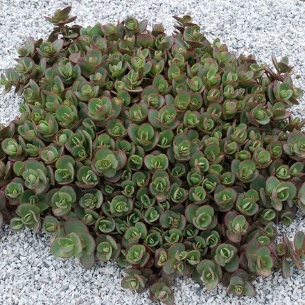 Очиток Lime Zinger