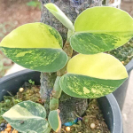 Рафидофора AUREA GIANT