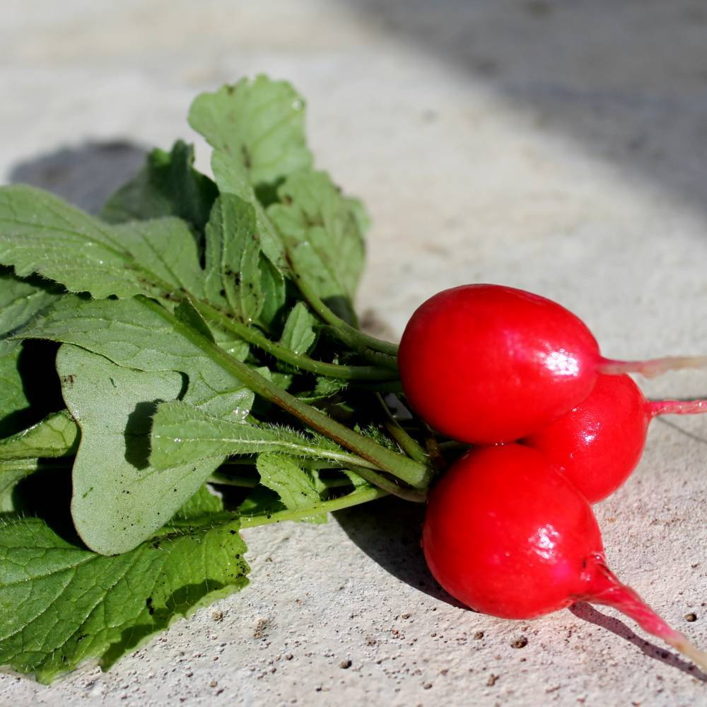 Редис Каспар  F1 1г  Мировые Семена VITA GREEN