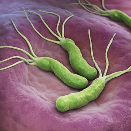 Хеликобактер пилори