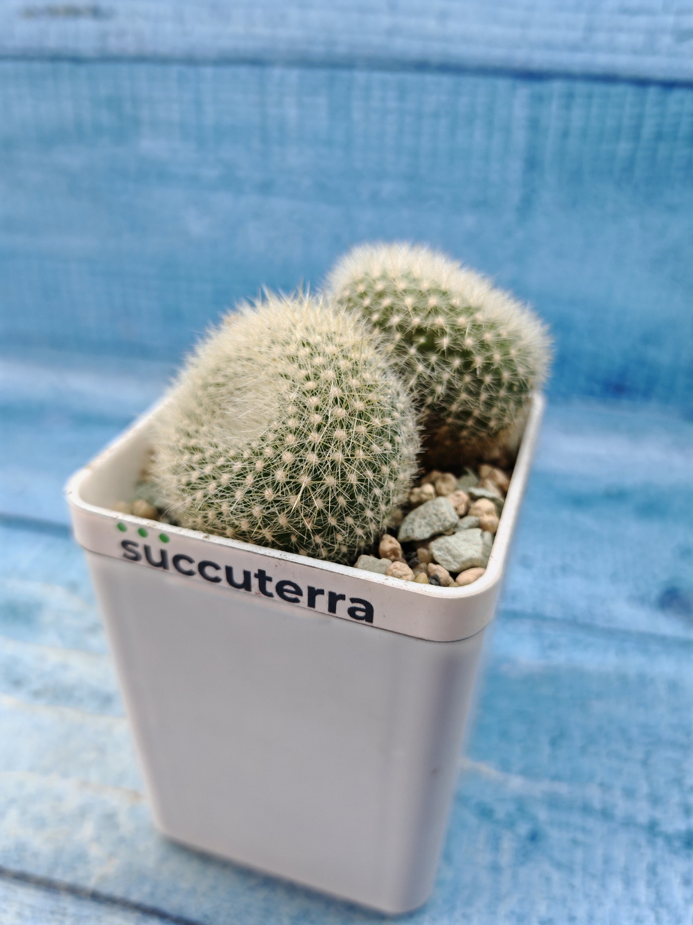 Notocactus Haselbergii double (Нотокактус)