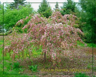 Яблоня декоративная (плакучая) с красными плодами (пендула)