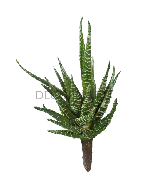 Мини-суккулент Хавортия Фасциата в-9, д-7 см 12/144 30.0610006GR