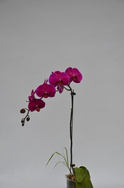 Фаленопсис mix д.12