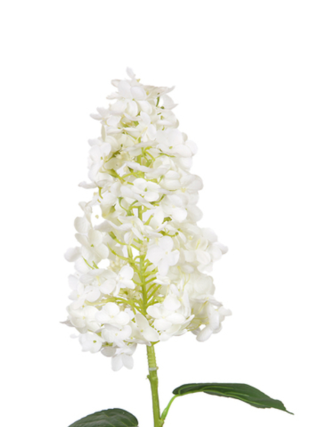 Гортензия метельчатая на стебле - Белый