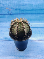 Gymnocalycium T-Rex Pink hybride (Гимнокалициум T-rex)