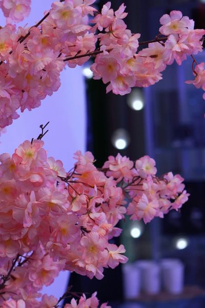 Академия Enhel Japan: инновационный подход к омоложению и оздоровлению