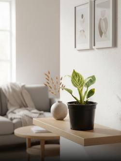 Филодендрон Биркин д. 12