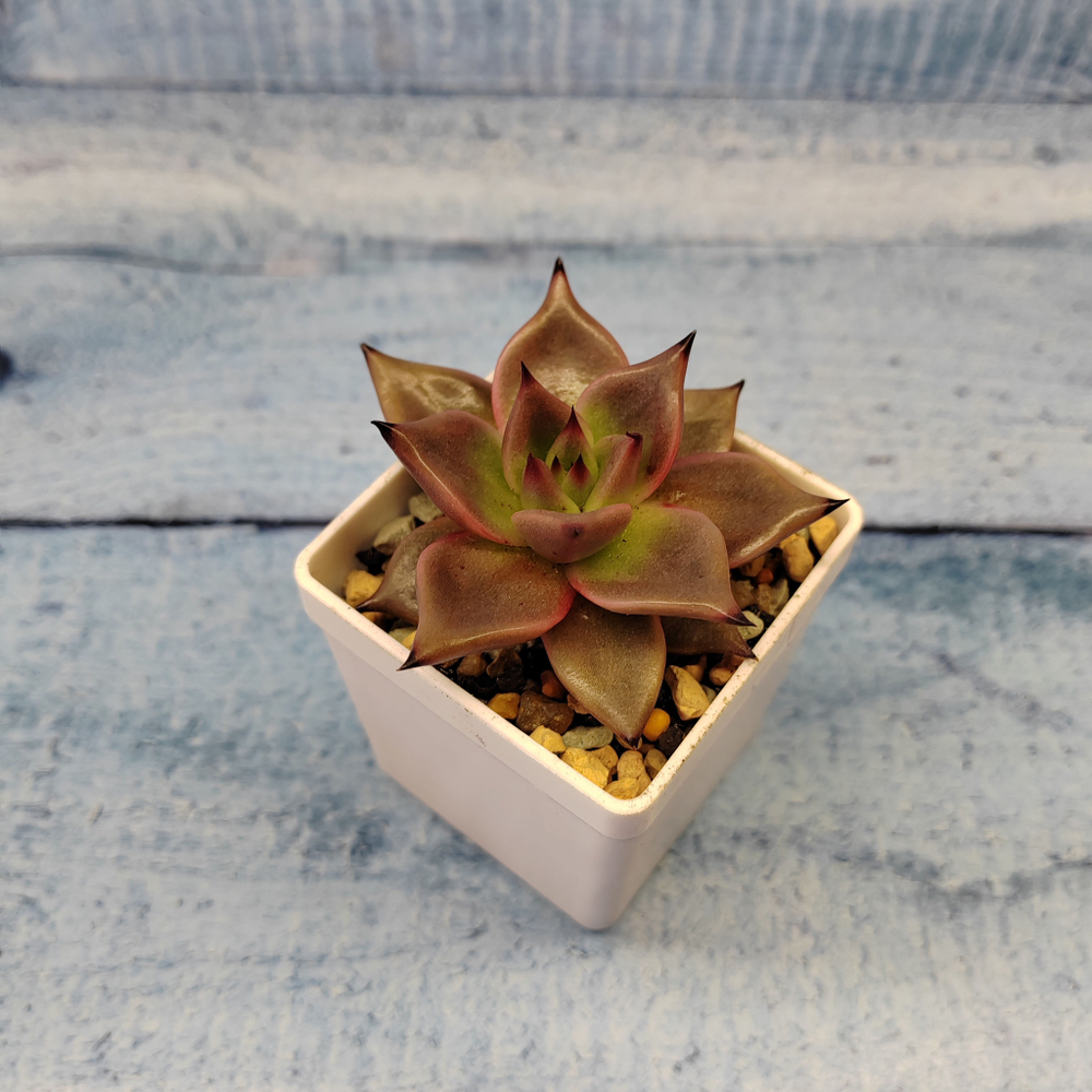 Echeveria Taurus (Эхеверия)