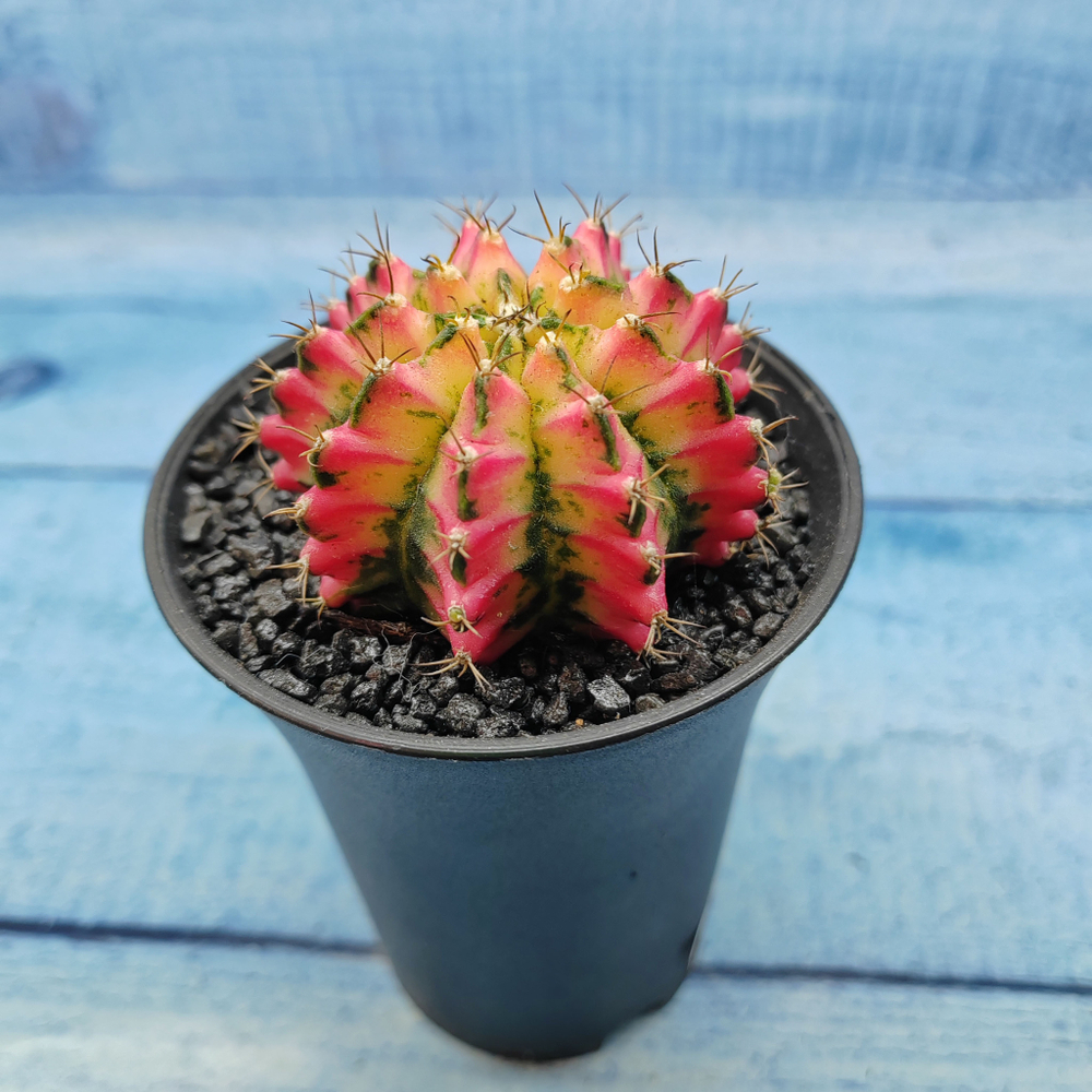 Gymnocalycium Variegata (Гимнокалициум Вариегатный)