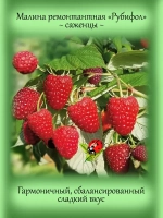 Малина Рубифол ремонтантная красная