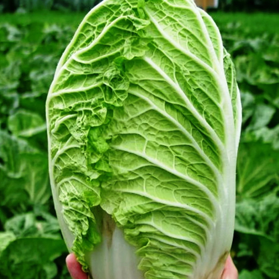 РИЧИ F1 семена капусты пекинской Sakata цена – фото 2