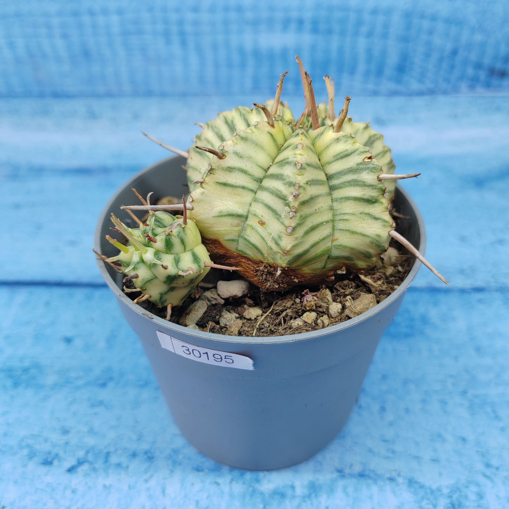 Euphorbia meloformis f. Variegated (Эуфорбия вариегатная)