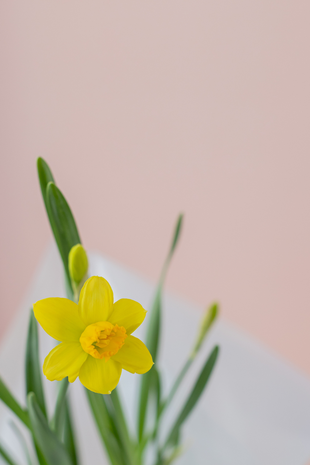 Луковичные нарциссы в подарок на 8 марта