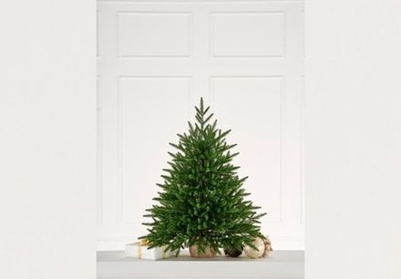 Настольные ели
