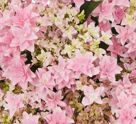 Floria Pink/ Флори Пинк