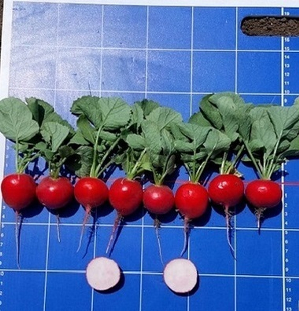 Редис Сизар F1 1г Мировые Семена VITA GREEN