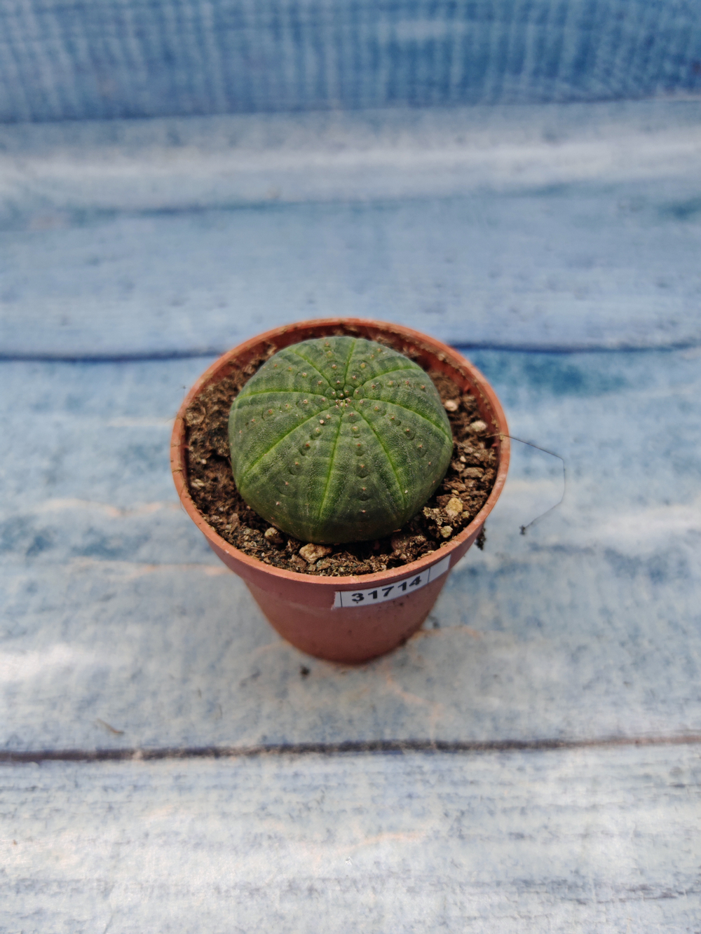 Euphoria Obesa (Эуфорбия)