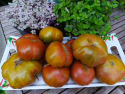 Дикий Тимьян (Wild Thyme) сорт томата