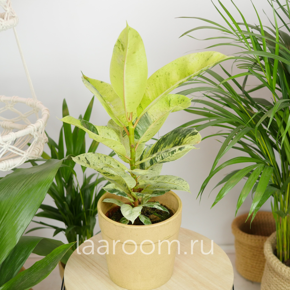 Фикус Эластика Шривериана Муншай 14/30