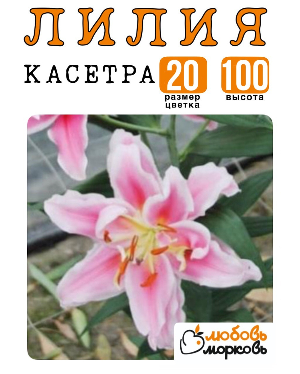 Лилия Луковица, Касетра, восточный гибрид, 1 шт