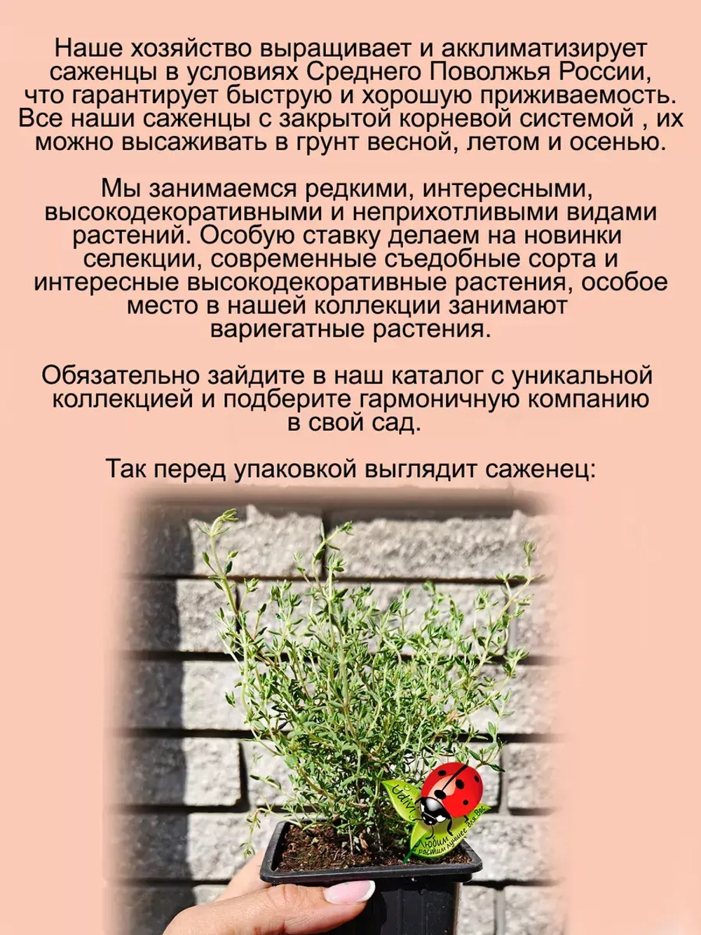 Тимьян Оранжело апельсиновый чабрец