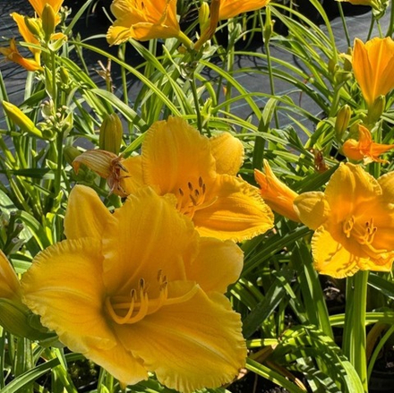 Лилейник Блумфинити Аурэте С2