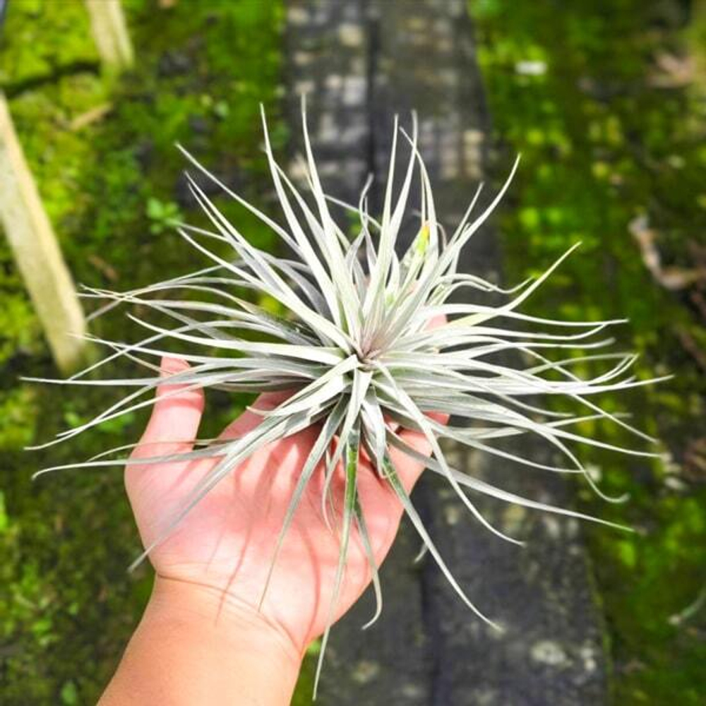 Тилландсия stricta Silver R