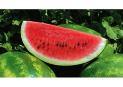 Фростик F1 семена арбуза (Syngenta / Сингента)