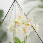 Готовый флорариум с нежной орхидеей Капля