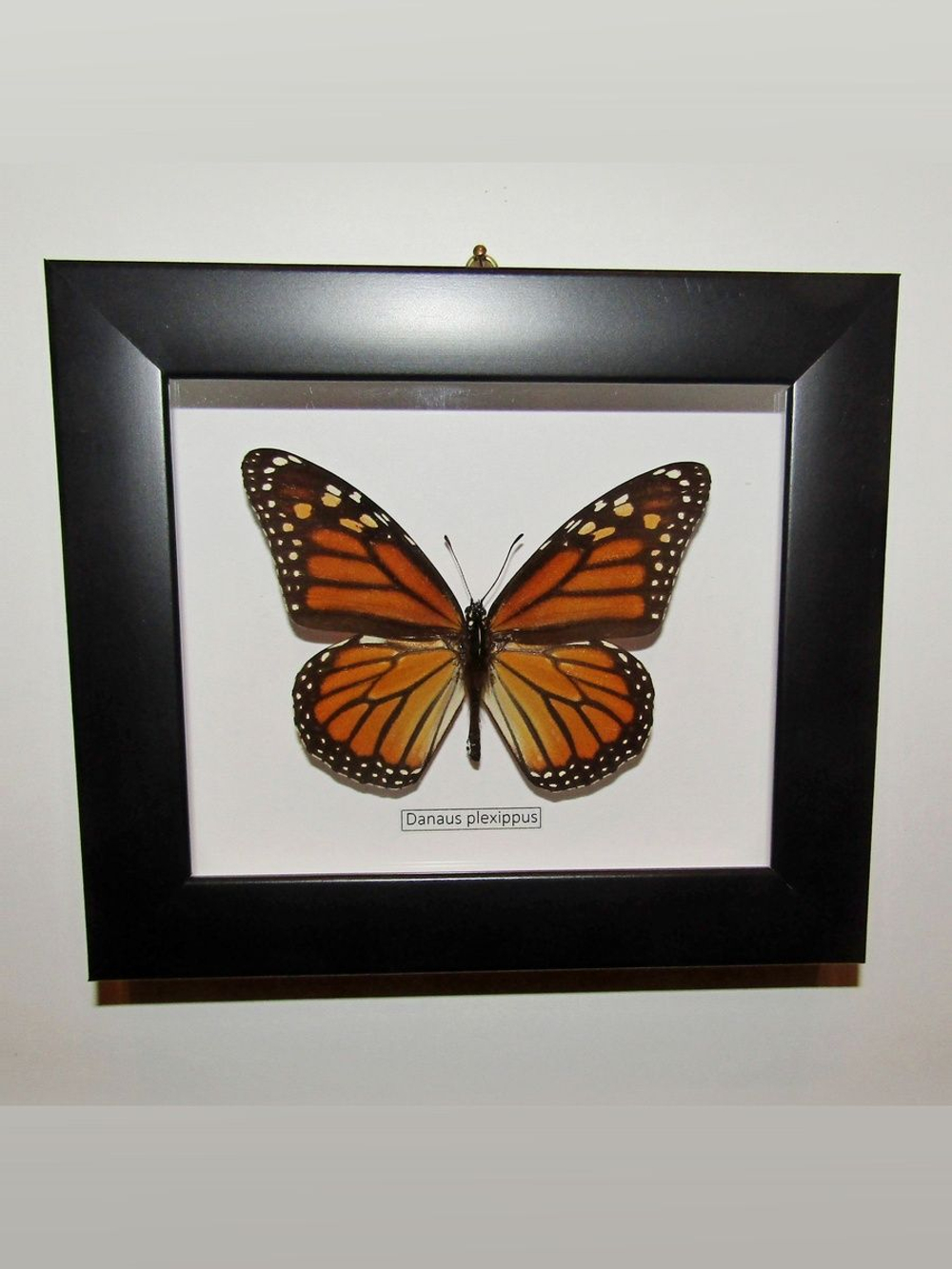 Бабочка Монарх Danaus plexippus в рамке