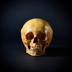 Череп человека ребёнок (анатомическая модель)