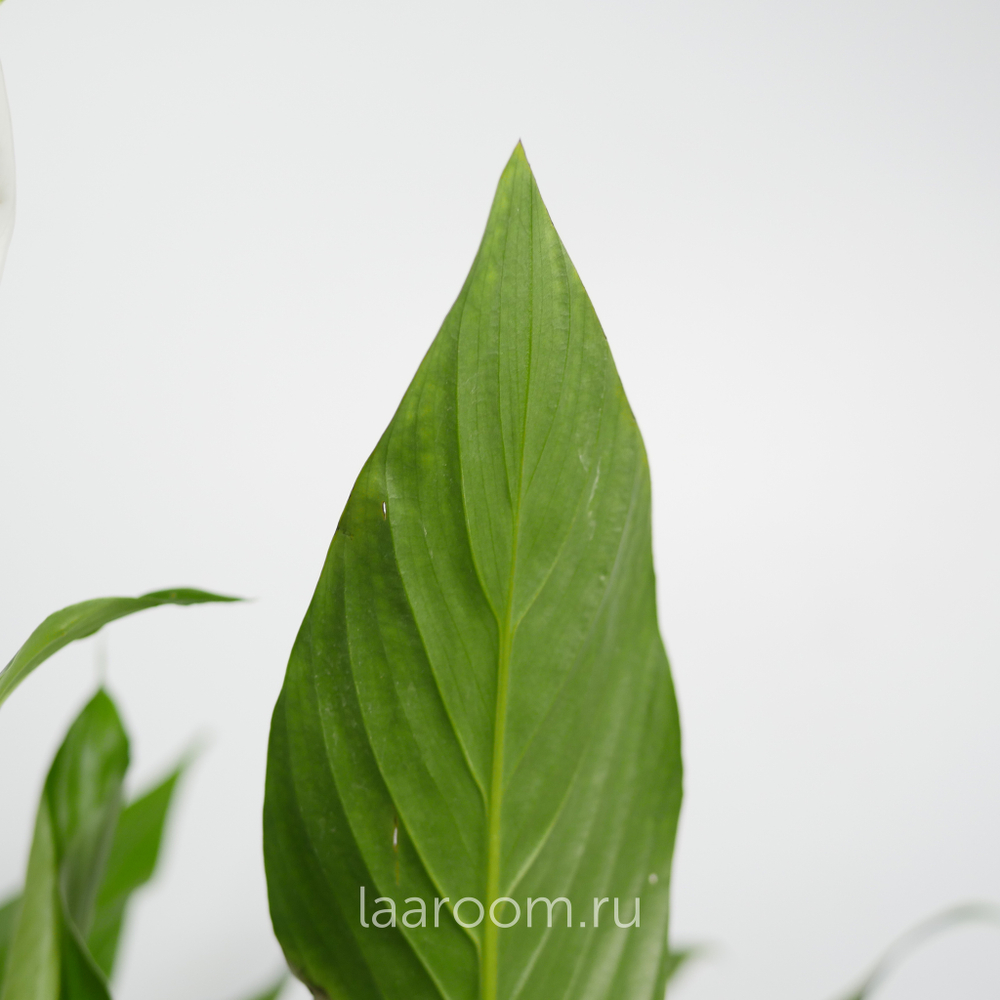 Спатифиллум Бинго Купидо 19/80