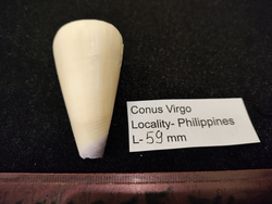 Конус Вирго