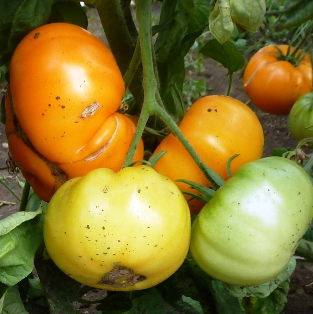 Помидоры КВХ - Kellogg's Breakfast Cross