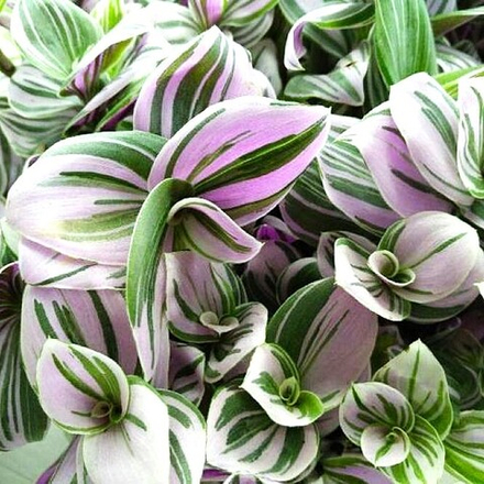 Традесканция Pink Hill (Розовый Холм) ОКС укорененный черенок