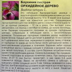 Баухиния Орхидейное дерево 3 шт СМЦ-35